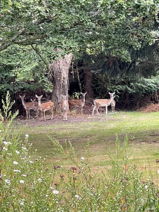Springfield Lodge - Adorable New Forest 1-Bedroom Guest House Ringwood Extérieur photo