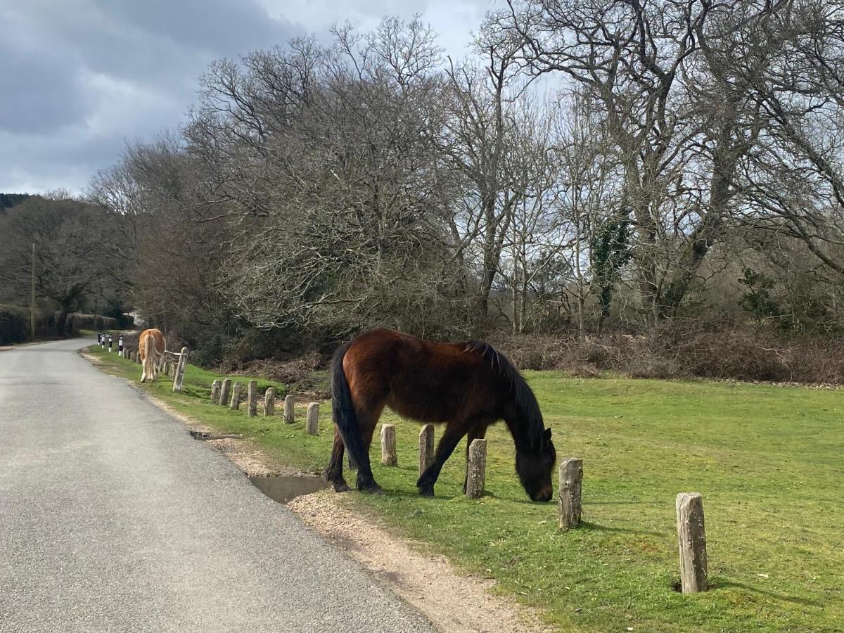 Springfield Lodge - Adorable New Forest 1-Bedroom Guest House Ringwood Extérieur photo